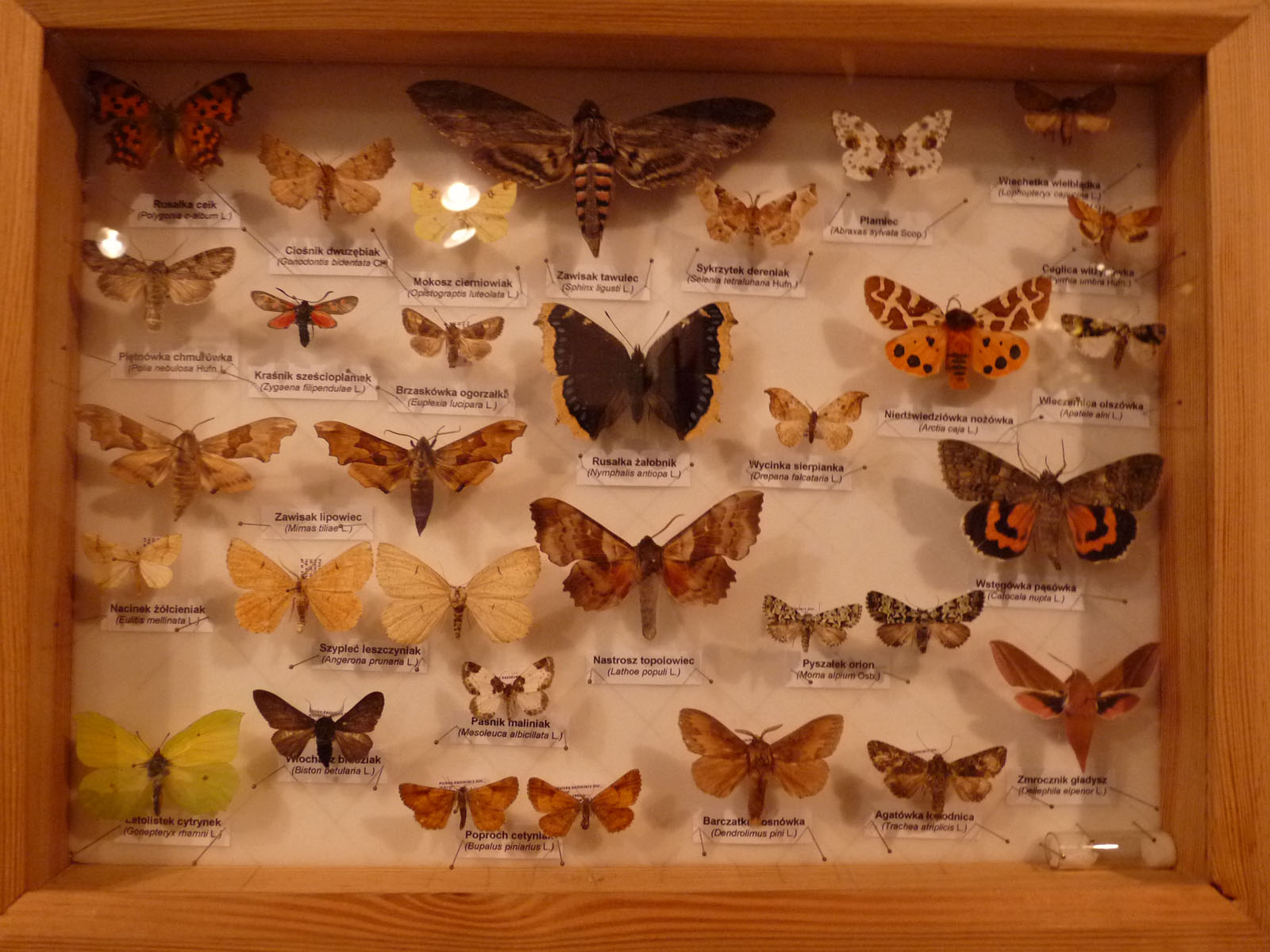 Kolekcja entomologiczna
